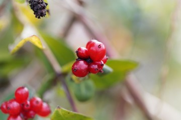 Berries of an Italian woodbine (Lonicera caprifolium)