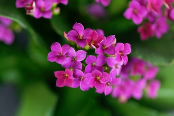 Pink flaming Katy (Kalanchoe blossfeldiana)