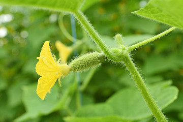 Fototapeta na wymiar young plant cucumber with yellow flower and green leaves in the greenhouse