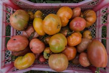 Orange tomatoes in a box. Completion of the harvest.