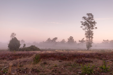 Fototapeta na wymiar Early morning mist over a Dutch moorland landscape with a purple sky and solitary trees scattered in the heather field at sunrise
