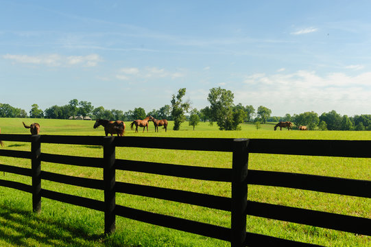 Horses 