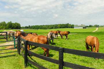 Plakat Horses