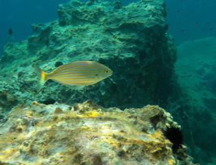 Puglia, Italy, salpa sarpa fish over a reef in the adriatic sea of Tremiti islands