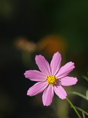 Obraz premium OLYMPUS DIGITAL CAMERA