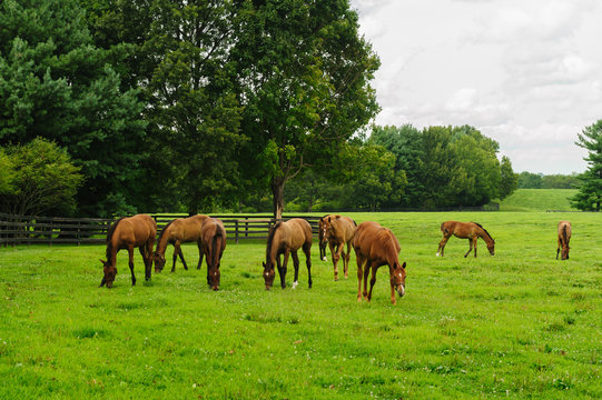Throroughbred horese
