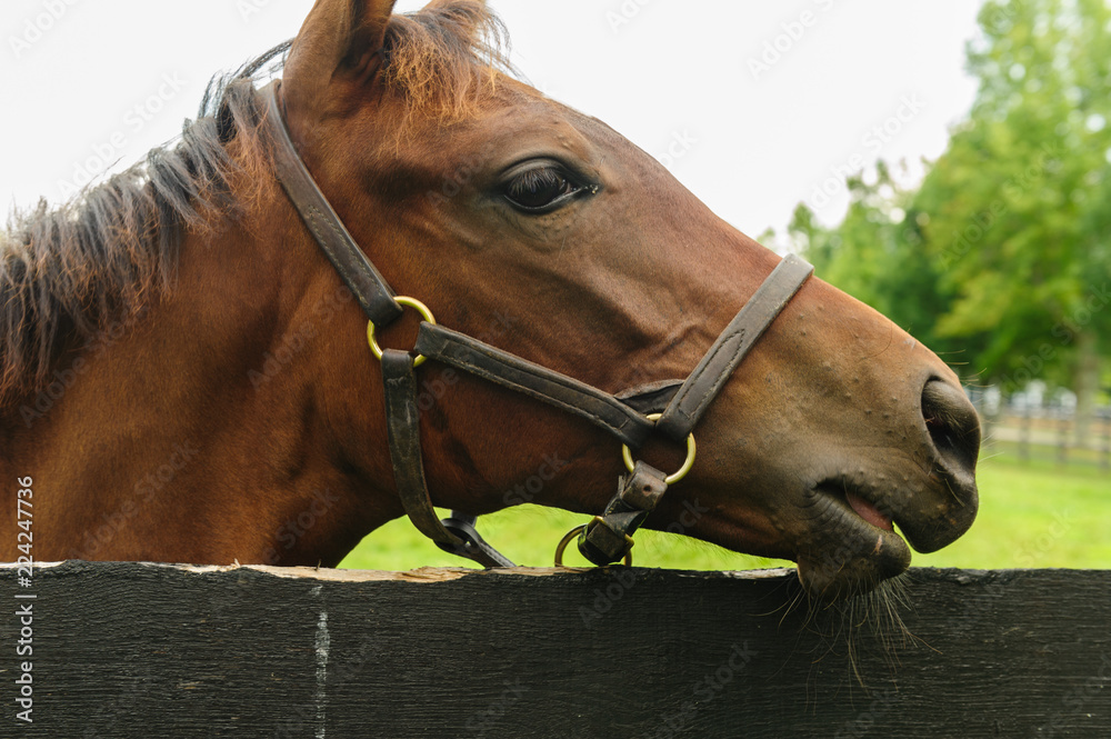 Sticker thoroughbred horses