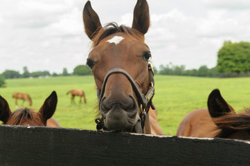 Thoroughbred