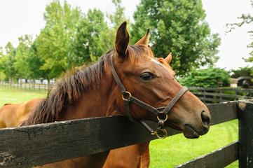 Obraz premium Horse looking over the fence