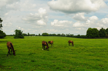 Obraz premium Horses