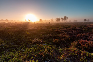 Early morning sunrise on a moorland field with marram grass and rising sun coming up lighting up the vegetation through the mist