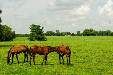 Horses on a farm