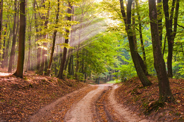 Morning rays in the autumn forest. The road is covered with fallen leaves