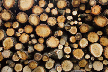 Background of sawn logs stacked in a pile