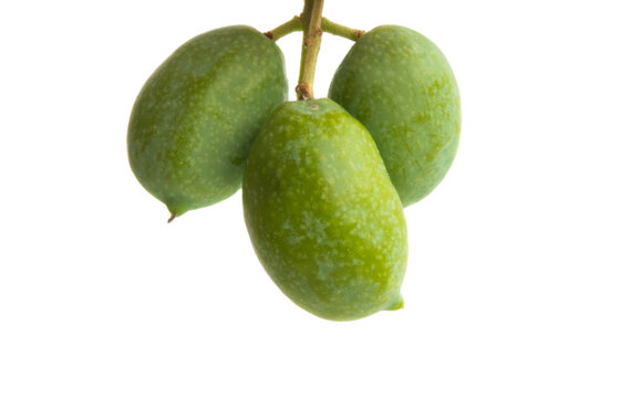 branch with green olives