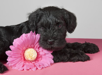  puppy with flower