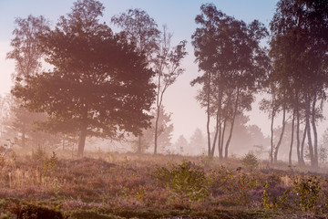 Obraz na płótnie Canvas Small cluster of trees in early morning mist in a Dutch landscape of heather in a moorland field