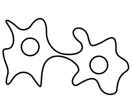 細胞分裂 線画 Stock イラスト Adobe Stock