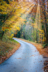 Famous beech forest in Spain, near the village Otot, near the volcanoes ambient La Fageda