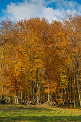 Fototapeta premium Famous beech forest in Spain, near the village Otot, near the volcanoes ambient La Fageda