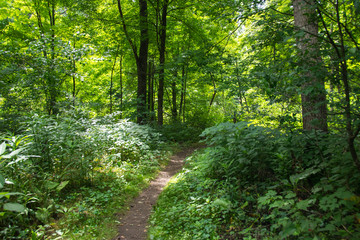 Trail through the Woods