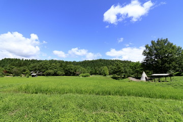 東北 遠野の田園風景(夏)