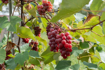 Grapes growing on the branch