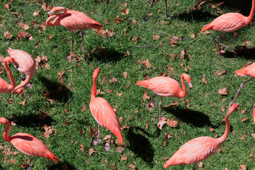 Red Flamingos
