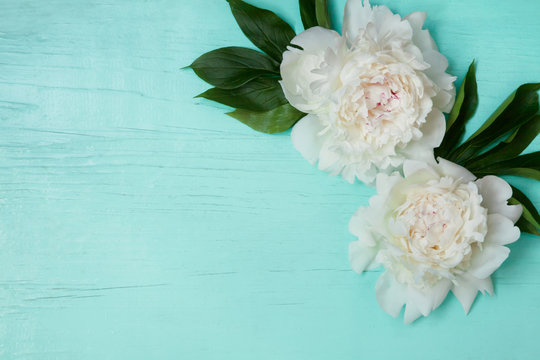 Background with white peonies flowers on turquoise texture