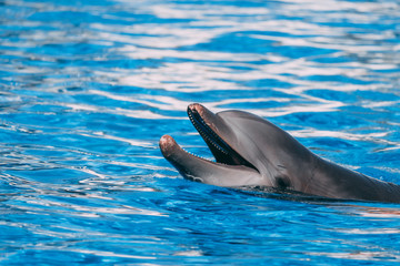 Happy Dolphin