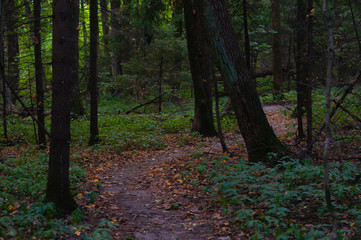 Obraz premium Path in the forest