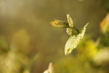 A vine with young leaves and buds of flowers in the sun. Spring vineyard.