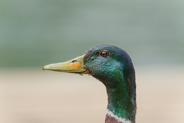 anas platyrhynchos bird