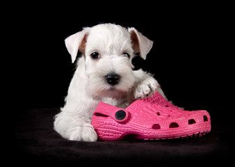 sweet puppy with pink slipper