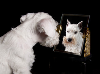 puppy and mirror