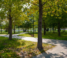 Fototapeta premium Path in the Park among the trees