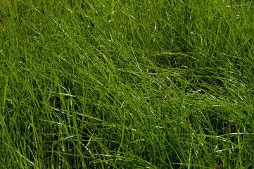 Bright green grass background