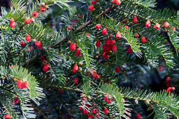 branch of christmas tree with red berries