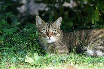 Gray White Striped European Shorthair Cat 