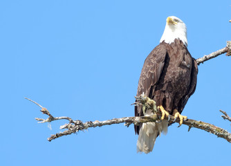Eagles