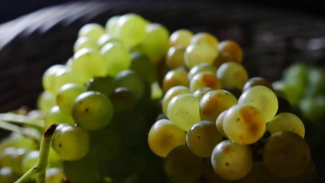 grapes detail in a basket camera moves backward and goes to blur
