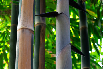 Closeup of bamboo rod