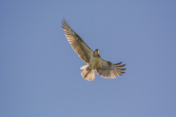 flying Osprey with blue sky background