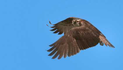 flying Osprey with blue sky background