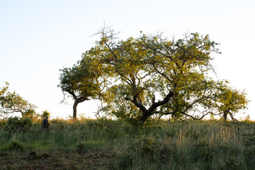 Tree in the African Bush