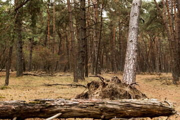 Obraz premium old tree in the forest