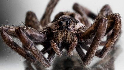 One spider close-up