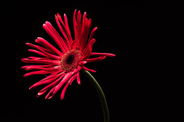 萎れたガーベラ　アップ