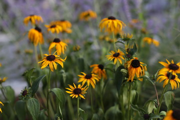 field of yellow flowers