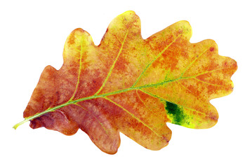 Fototapeta na wymiar autumn leaves. oak leaf isolated on white.
